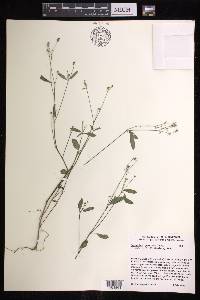 Euphorbia graminea image