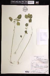 Euphorbia graminea image