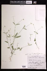 Euphorbia graminea image