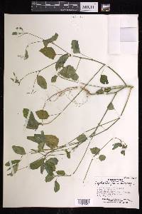 Euphorbia graminea image