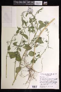 Euphorbia francoana image