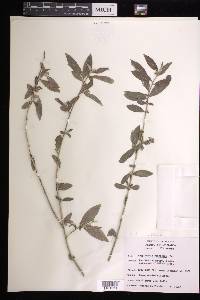 Argythamnia candicans image