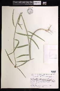 Euphorbia heterophylla image