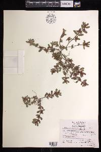 Euphorbia densiflora image