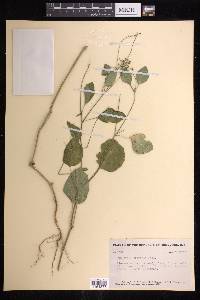 Euphorbia graminea image