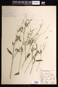 Euphorbia graminea image