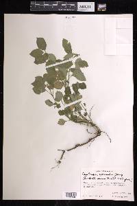 Euphorbia graminea image