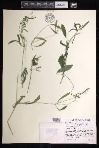 Euphorbia graminea var. graminea image