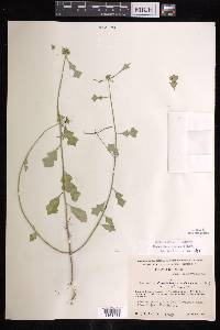 Euphorbia cyathophora image