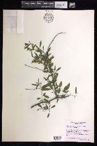 Euphorbia gentryi image