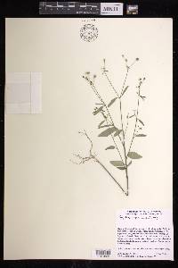 Euphorbia graminea image