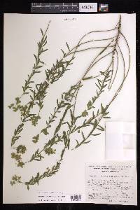 Euphorbia esuliformis image
