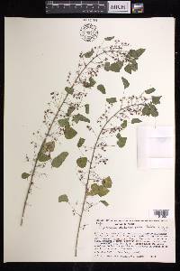 Euphorbia dioscoreoides image