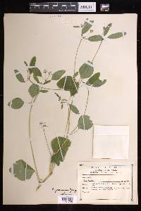 Euphorbia graminea image