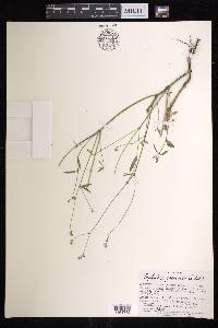 Euphorbia graminea image