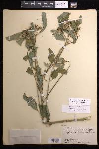 Euphorbia heterophylla image