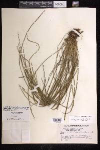 Vittaria graminifolia image