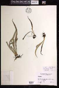 Polytaenium lineatum image