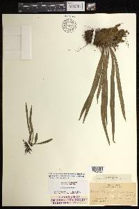 Polytaenium lanceolatum image