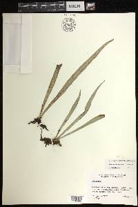 Polytaenium lanceolatum image
