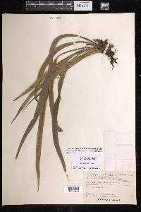 Polytaenium lineatum image