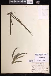 Polytaenium lineatum image