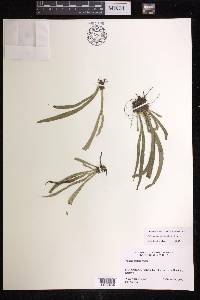 Polytaenium lineatum image