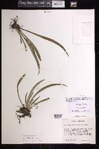 Polytaenium lineatum image