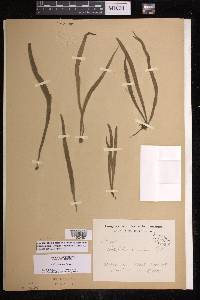 Polytaenium lineatum image