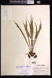 Polytaenium lineatum image