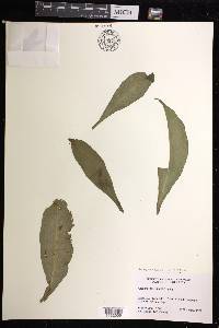 Polytaenium citrifolium image