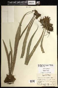 Polytaenium lanceolatum image