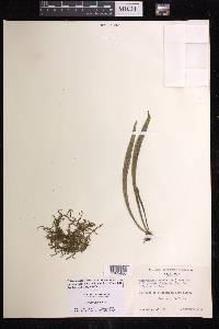 Polytaenium lineatum image