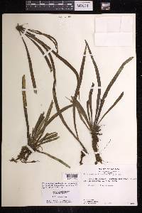 Polytaenium lineatum image