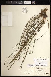 Vittaria graminifolia image