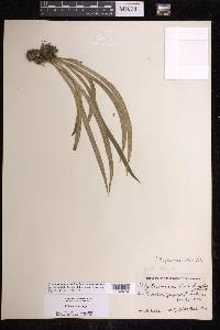 Polytaenium lineatum image