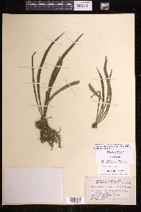 Polytaenium lineatum image