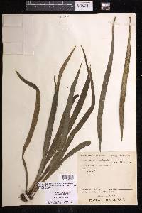Polytaenium lineatum image