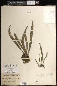 Polytaenium lanceolatum image