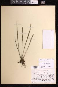 Polytaenium lineatum image