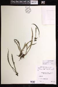 Polytaenium lineatum image