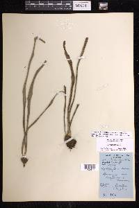 Polytaenium lineatum image
