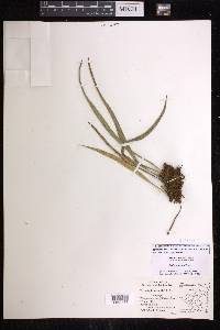 Polytaenium lineatum image