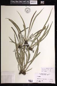 Polytaenium lineatum image