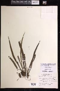 Polytaenium lineatum image