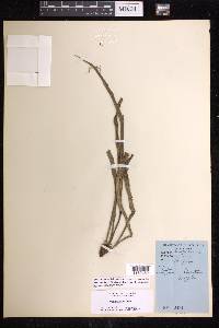 Polytaenium lineatum image
