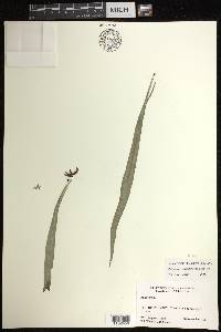 Polytaenium lanceolatum image