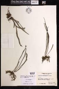 Polytaenium lineatum image