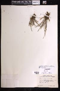 Vittaria remota image