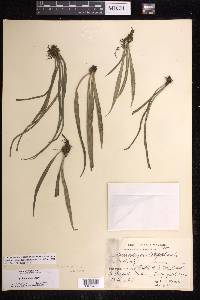 Polytaenium lineatum image